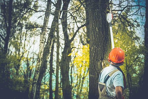 How Our Tree Care Process Works  in  Barnesville, MN